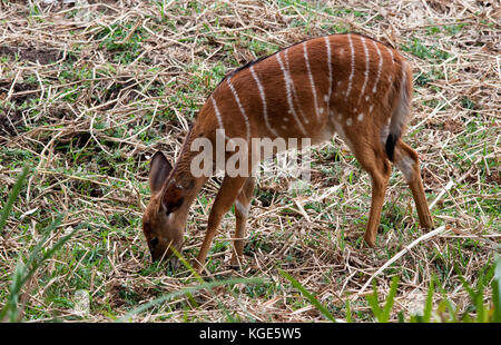 L'utilisation d'un grand koudou (Tragelaphus strepsiceros) Allaitement. Cette image a été prise en afrique du sud. Banque D'Images
