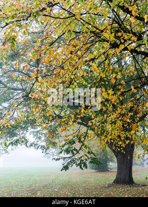 Misty Day, Christchurch Meadows, Caversham, Reading, Berkshire, Angleterre, Royaume-Uni, GB. Banque D'Images