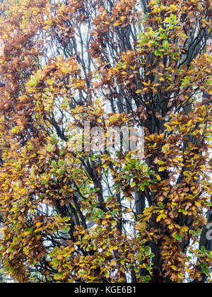Misty Day, Christchurch Meadows, Caversham, Reading, Berkshire, Angleterre, Royaume-Uni, GB. Banque D'Images