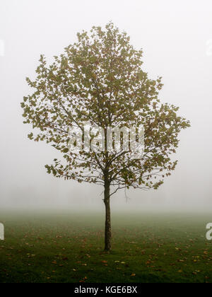 Misty Day, Christchurch Meadows, Caversham, Reading, Berkshire, Angleterre, Royaume-Uni, GB. Banque D'Images