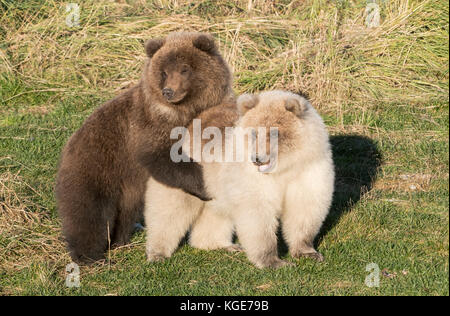 Brown oursons, automne, jouant, Brooks River, katmai national park, alaska Banque D'Images