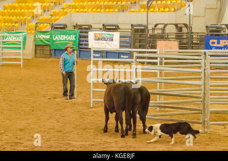 Chien de bétail essais cliniques à une indoor arena. tamworth australie. Banque D'Images