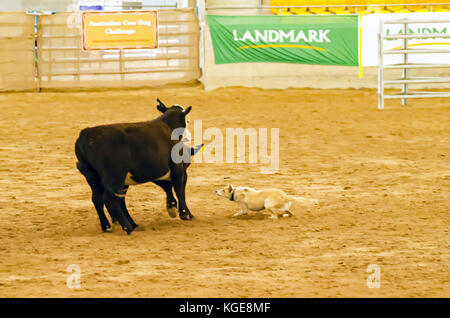 Chien de bétail essais cliniques à une indoor arena. tamworth australie. Banque D'Images