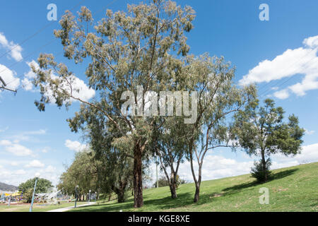 La gomme de la rivière Rouge, les arbres plantés en 1997 sur la banque de digue par la rivière Peel tamworth NSW Australie. Banque D'Images