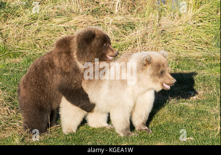 Brown oursons, automne, jouant, Brooks River, katmai national park, alaska Banque D'Images