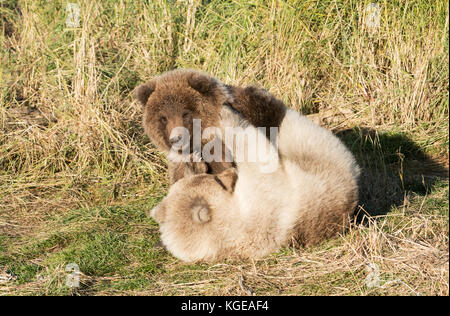 Brown oursons, automne, jouant, Brooks River, katmai national park, alaska Banque D'Images