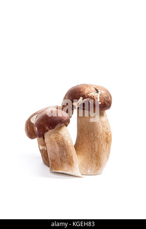 Récolté à l'automne étonnant triple champignon comestible boletus edulis (cèpes) connu sous le nom de champignons porcini isolé sur fond blanc. Banque D'Images