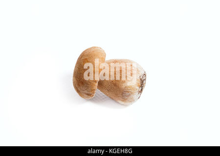 Récolté à l'automne étonnant champignon comestible boletus edulis (cèpes) connu sous le nom de champignons porcini isolé sur fond blanc. Banque D'Images