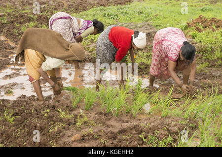 Les femmes indiennes le riz de la plantation de jeunes arbres près de varandhaghat, Pune, Maharashtra Banque D'Images