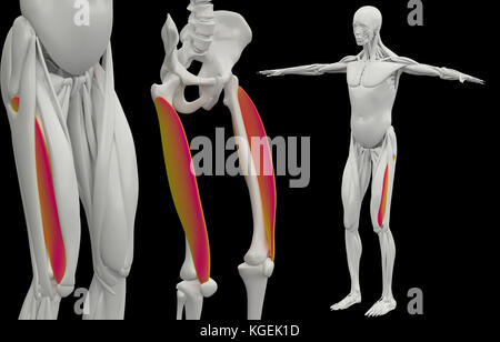 Le rendu 3D précis sur le plan médical de l'illustration du muscle vastus lateralis Banque D'Images