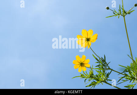 Belle fleur cosmos jaune sur bleu ciel, Banque D'Images