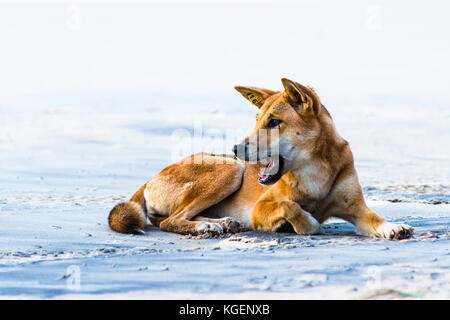 Dingo sur soixante cinq mile beach, Fraser Island, Queensland, Australie. Banque D'Images