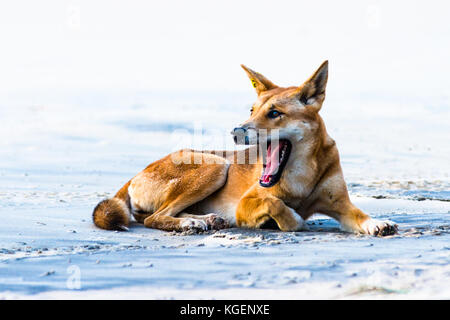 Dingo sur soixante cinq mile beach, Fraser Island, Queensland, Australie. Banque D'Images