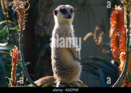 Meerkat closeup Banque D'Images