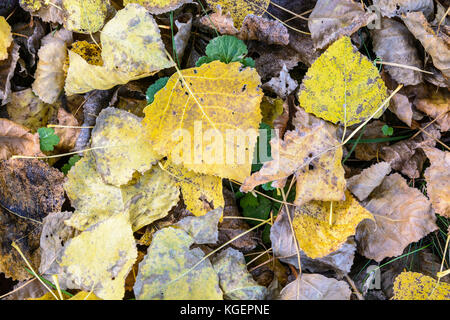 Des feuilles sèches sur le sol. Vue rapprochée de feuilles mortes à divers stades de décomposition sur le sol d'une saison d'automne à Poplar Grove. Banque D'Images