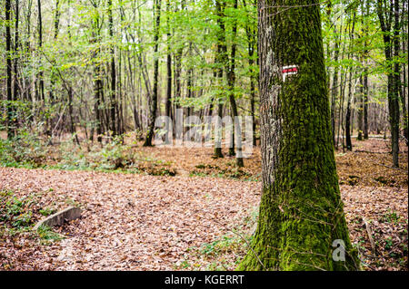 Direction rouge et blanc peint sur un tronc d'arbre de chêne couverte de mousse sur une longue distance sentier de randonnée dans une forêt française en automne. Banque D'Images