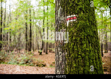 Direction rouge et blanc peint sur un tronc d'arbre de chêne couverte de mousse sur une longue distance sentier de randonnée dans une forêt française en automne. Banque D'Images