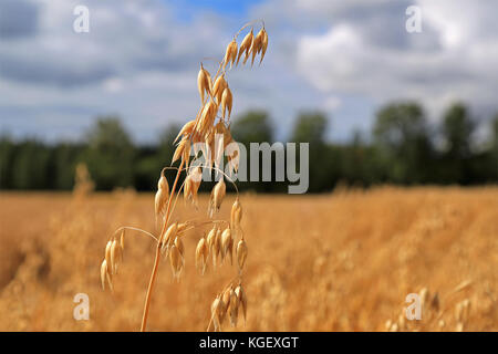 Close up de l'un d'avoine avoine commune mûrs ou usine, Avena sativa, croissant sur le champ d'avoine rural en automne. Copie espace droit, arrière-plan flou pour montrer la det Banque D'Images