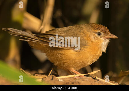 À ventre fauve (Dumetia hyperythra) en quête de nourriture sur le terrain Banque D'Images