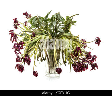 Vase de dieing tulipes rouges sur fond blanc Banque D'Images