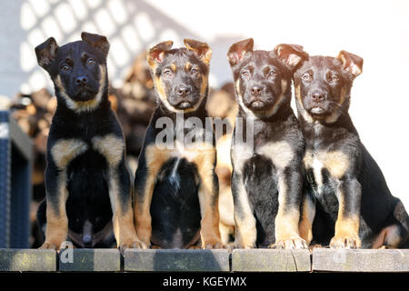 Trois berger belge puppys Banque D'Images