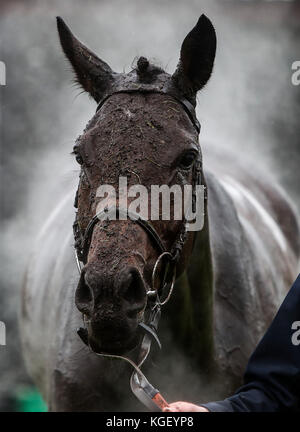 Course à la vapeur du cheval pendant la journée de la coupe d'or Bet Haldon 188 à l'hippodrome d'Exeter. Banque D'Images