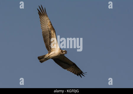 Osprey (Pandion haliatus) en vol, Gujarat, Inde Banque D'Images