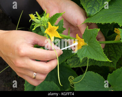 La pollinisation des fleurs par les mains de concombre coton tige close up. Banque D'Images