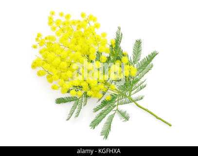 Fleur de hochet ou branche de mimosa, symbole de la journée internationale des femmes du 8 mars, sur fond blanc Banque D'Images