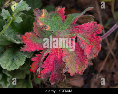 Une feuille de géranium sanguin affichage couleur en automne dans un jardin dans le Worcestershire, Royaume-Uni Banque D'Images