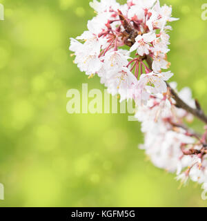 Fond blanc avec bordure printemps blossom, image colorisée avec sun flare Banque D'Images
