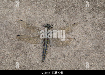 Großer Blaupfeil, Weibchen, Schwarzspitzen-Blaupfeil, Orthetrum canculatum, skimmer à queue noire, femelle, Orthétrum réticulé Banque D'Images