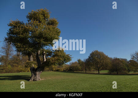 Lloyd Park à Croydon le matin de l'automne Banque D'Images