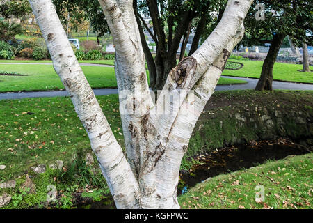 Le tronc d'un grand vieux Betula utilis var jacquemontii de l'ouest de l'Himalaya bouleau arbre. Banque D'Images
