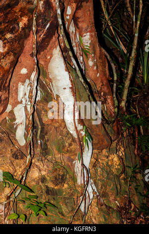 Les racines de couleur dans la forêt tropicale de Madagascar, nosy mangabe, Madagascar désert Banque D'Images