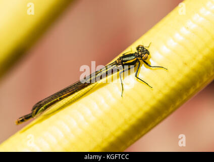 Un plan macro sur un grand immature demoiselle rouge. Banque D'Images