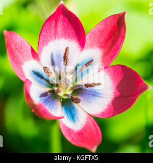 Un plan macro sur une variété de tulipe rouge appelé petite beauté. Banque D'Images