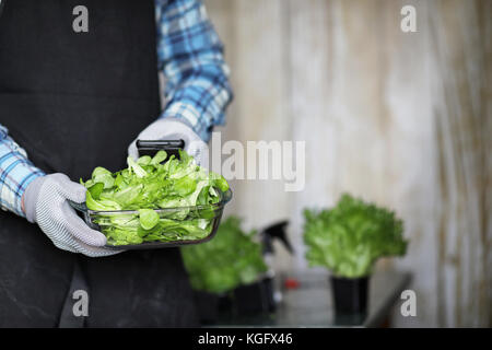 L'homme en tablier et gants détient un bol de salade verte fraîche Banque D'Images