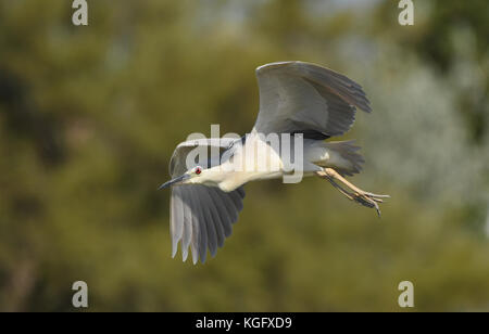 Bihoreau gris en vol dans le parc naturel régional de camargue Banque D'Images