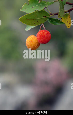 Ornage et fruits rouges sur l'arbre aux fraises, Peleponnese, Grèce Banque D'Images