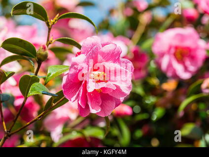Une photo de quelques fleurs rose bush camellia.