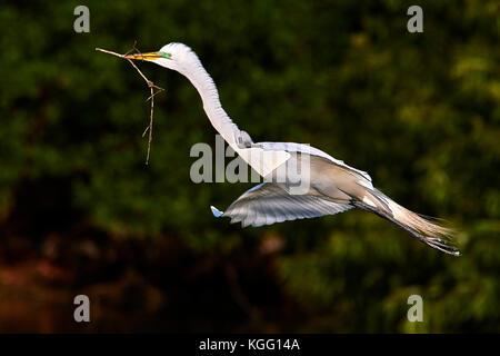 Grande Aigrette réunissant le matériel du nid accueil Banque D'Images