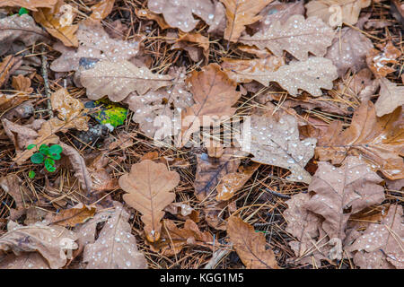 Gouttes étincelantes de la neige fondue sur les feuilles mortes de chêne macro. Banque D'Images