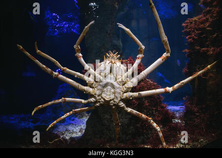 Araignée de mer à l'aquarium géant en zoo. Banque D'Images