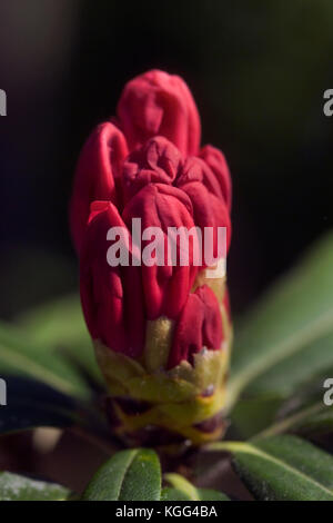 CLOSE UP rhododendron (Rhododendron ferrugineum) BOURGEON STATE BOTANICAL GARDEN, ATHENS, GA Banque D'Images