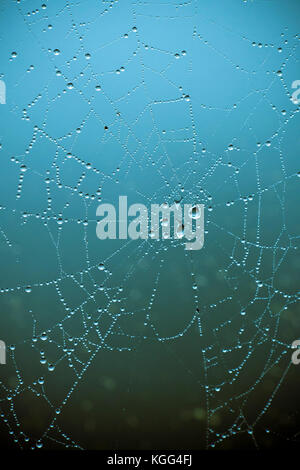 Gouttes de rosée avec spiderweb Banque D'Images