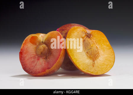 Oeuf de dinosaure PLUOT (À GAUCHE) ET LA SAVEUR EXPLOSIVE PLUOT (droite) dans STUDIO Banque D'Images