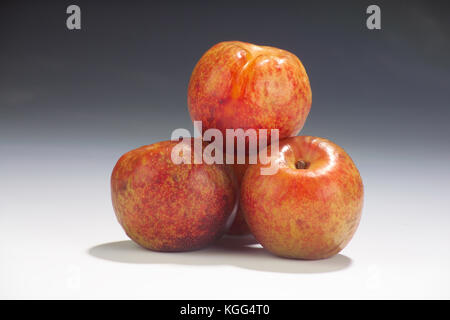 Oeuf de dinosaure PLUOTS DANS STUDIO Banque D'Images