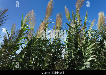 (Arundo donax canne géant) sur Malte Banque D'Images