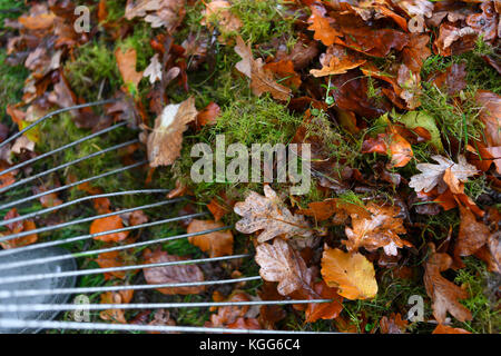 L'effacement du jardin de feuilles tombées de l'automne et de les recycler en vert jardin poubelle pour le compost. Banque D'Images